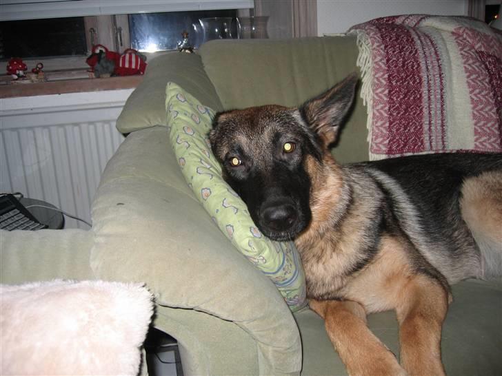 Schæferhund Mascha - tager lige en slapper billede 5