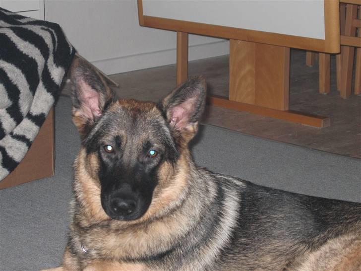 Schæferhund Mascha billede 6