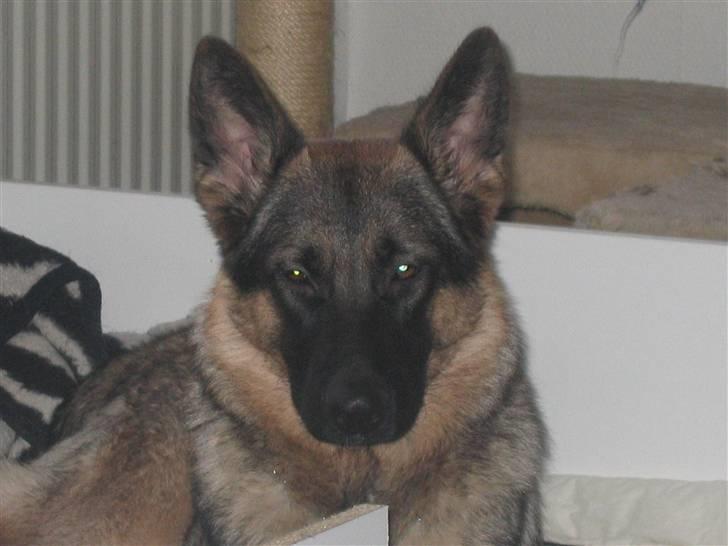 Schæferhund Mascha - så jeg 8 måneder  billede 9