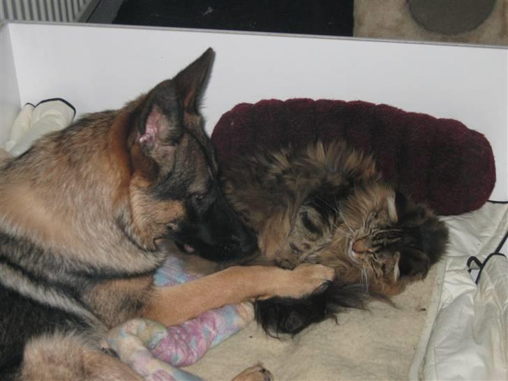 Schæferhund Mascha - her for katten bank  billede 10