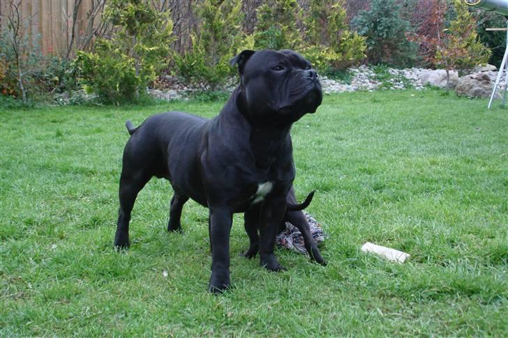 Staffordshire bull terrier Don Trigger - Stolt far, far første gang i 2007 billede 3