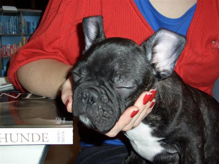 Fransk bulldog Oliver - Oliver sidder og sover hos Kusine Louise billede 1