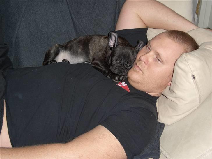 Fransk bulldog Oliver - Putter hos Far billede 2