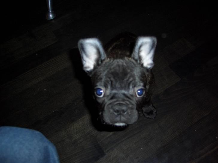 Fransk bulldog Oliver - Se min store øre! billede 3