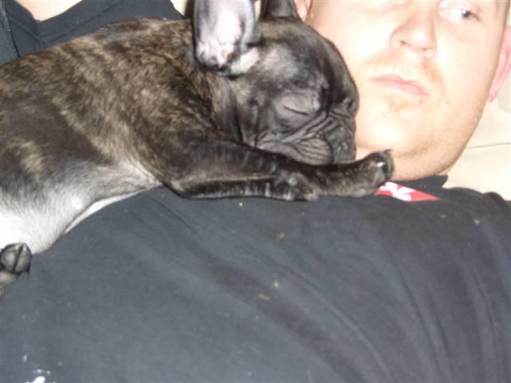 Fransk bulldog Oliver - Oliver vil helst ligge her..... billede 4