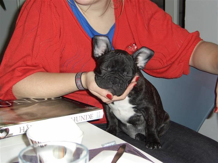 Fransk bulldog Oliver - Man er vel i trygge hænder.... billede 5