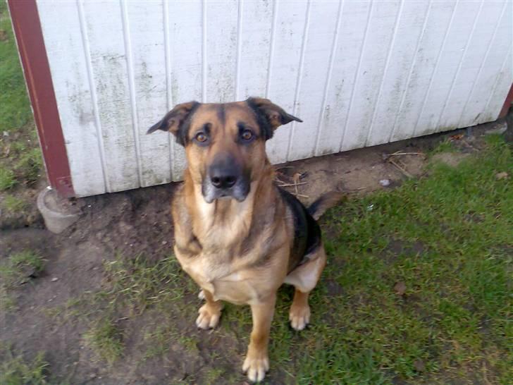 Blanding af racer Karlsen - Karlsen billede 2