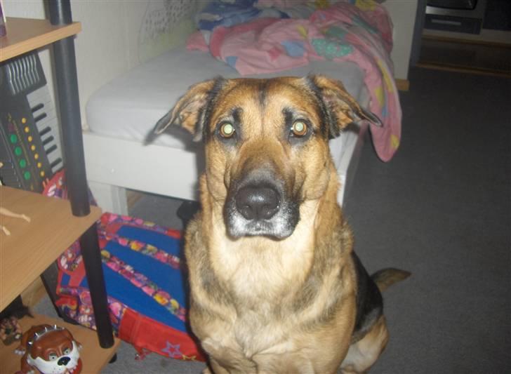 Blanding af racer Karlsen - Karlsen billede 3