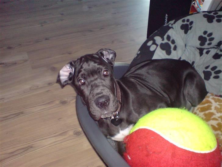 Grand danois Sille - Når jeg bliver stor kan jeg bære min bold billede 1