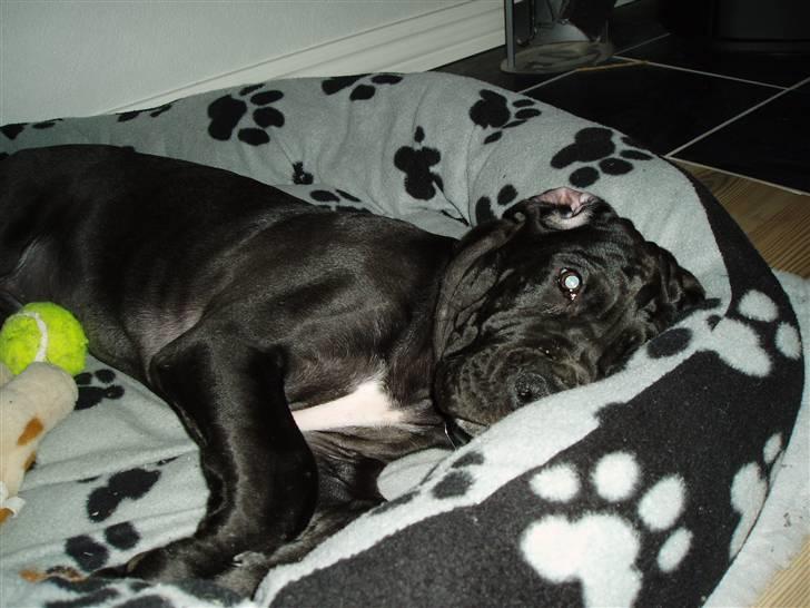 Grand danois Sille - øv du fandt mig billede 2