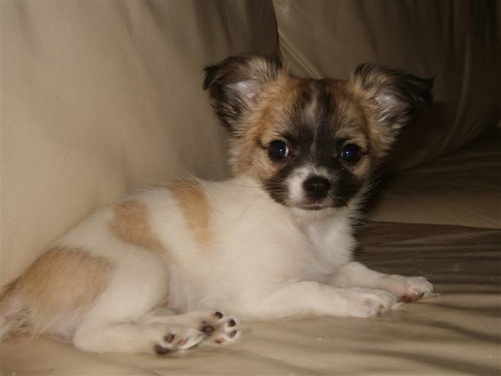 Chihuahua Perle (17.10-07) billede 1