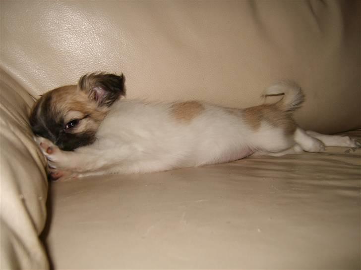 Chihuahua Perle (17.10-07) billede 2