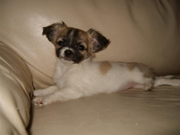 Chihuahua Perle (17.10-07) billede 3