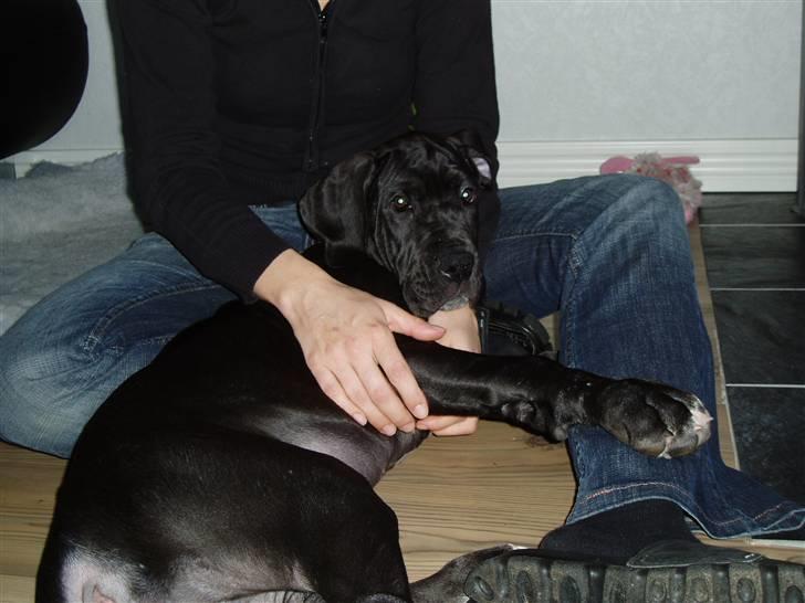 Grand danois Sille - Far er du jaloux fordi jeg hygger med mor?? billede 3