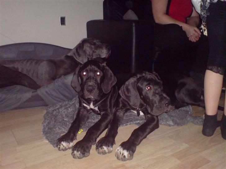 Grand danois Sille - Hele den pukkelryggede billede 4