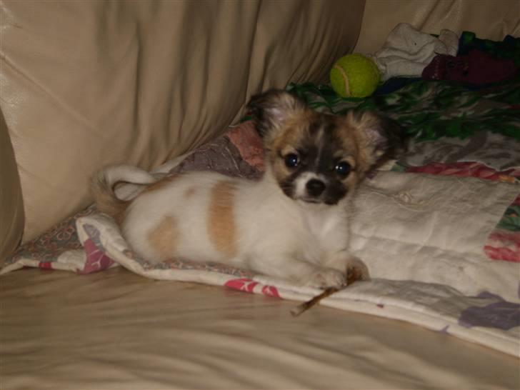 Chihuahua Perle (17.10-07) billede 4