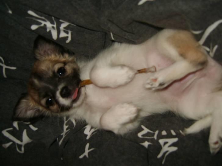 Chihuahua Perle (17.10-07) billede 5