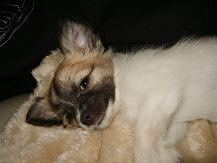 Chihuahua Perle (17.10-07) billede 6