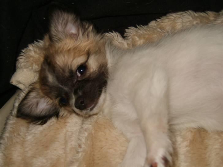 Chihuahua Perle (17.10-07) billede 7