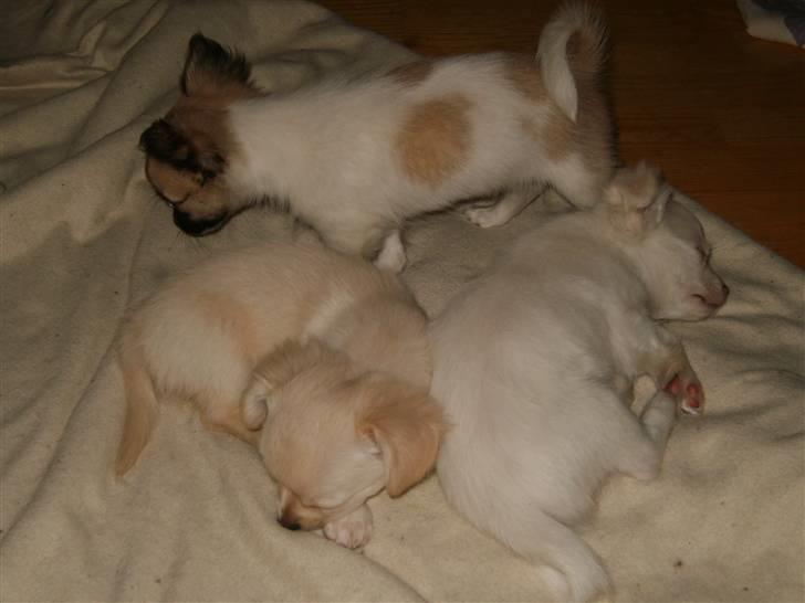 Chihuahua Perle (17.10-07) billede 8