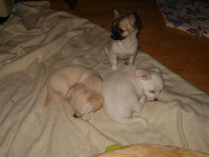 Chihuahua Perle (17.10-07) - Perle og hendes søskende... billede 9