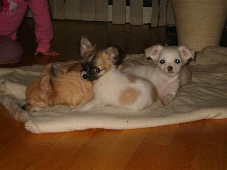 Chihuahua Perle (17.10-07) billede 10