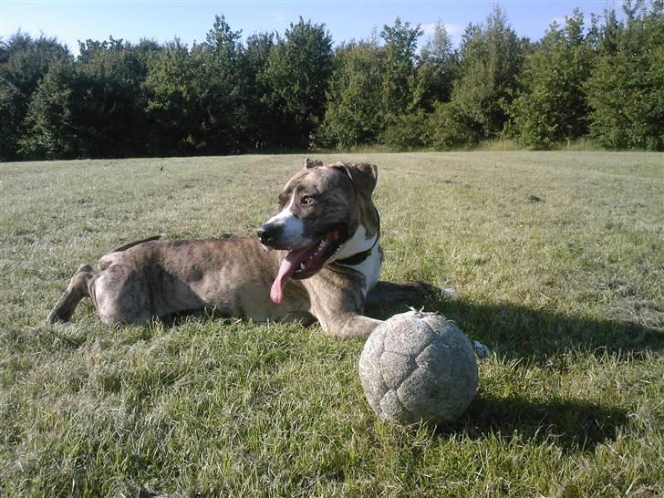 Amerikansk staffordshire terrier Bianco billede 7