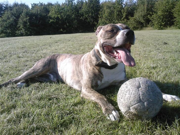 Amerikansk staffordshire terrier Bianco billede 8