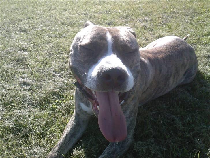 Amerikansk staffordshire terrier Bianco billede 9