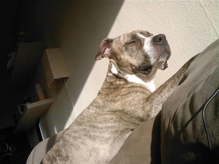 Amerikansk staffordshire terrier Bianco billede 10