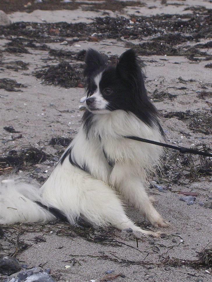 Papillon Balou. billede 19