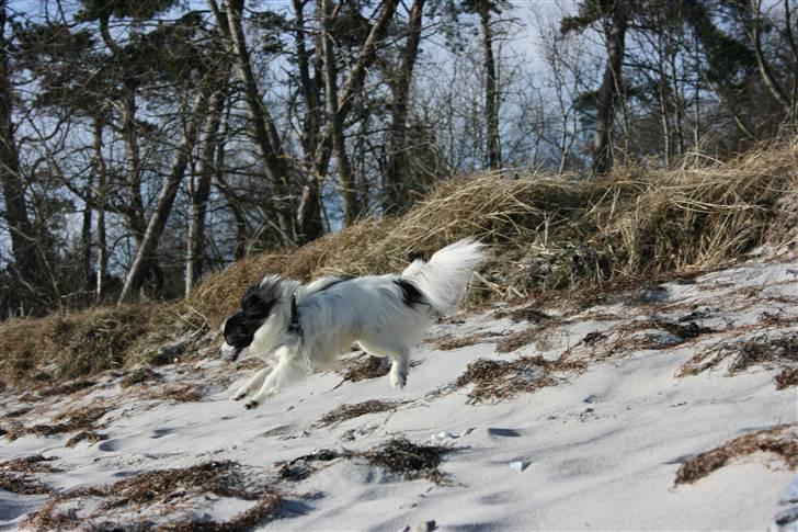 Papillon Balou. billede 20