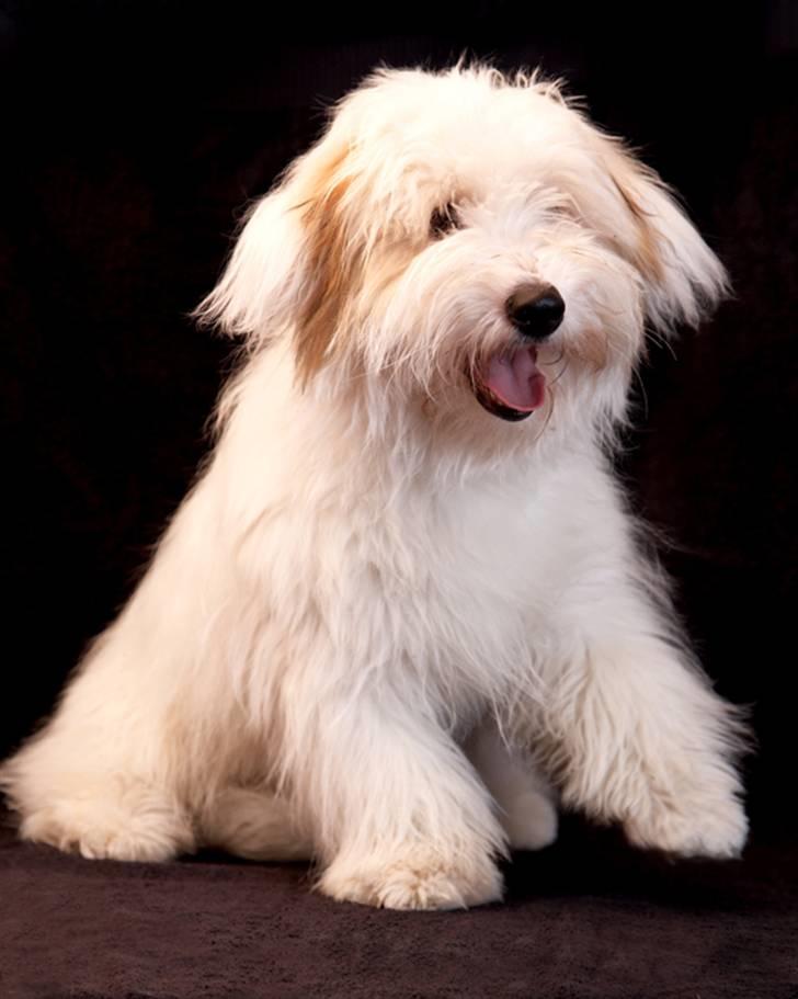 Coton de tulear Alfred - "Skal jeg give pote for at få lov til at slippe for fotografering????" billede 10