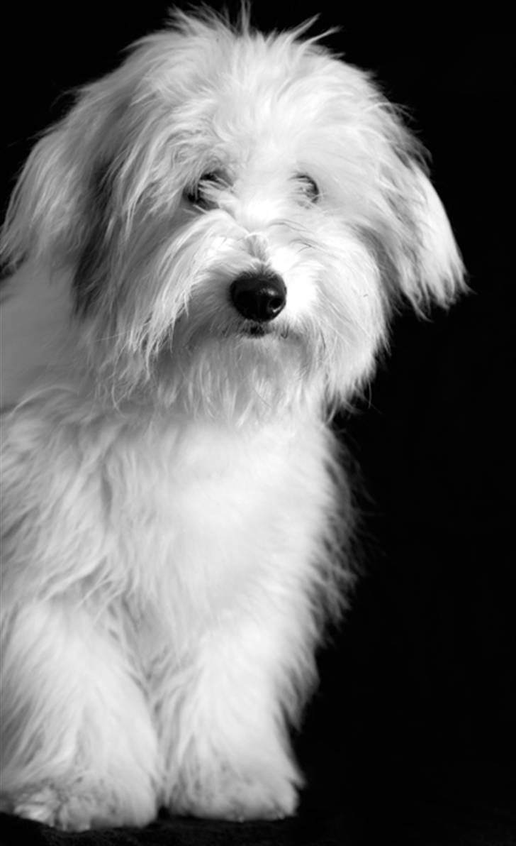 Coton de tulear Alfred - "Nå, skidt, så må jeg sidde her og vente til min mor er færdig....suuuuuk" billede 11