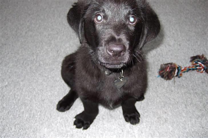 Blanding af racer osvald - Skal jeg tættere på !? <33 billede 6