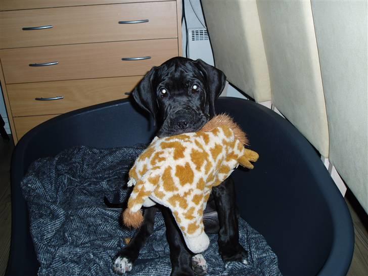 Grand danois Sille - om lidt lister jeg ind og snupper en bamse eller to mere på børneværelset.. hi hi billede 5