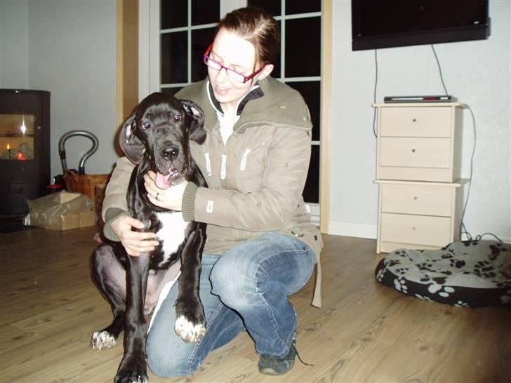 Grand danois Sille - Det beste jeg ved er at sidde helt oppe på mors eller fars skød  billede 6