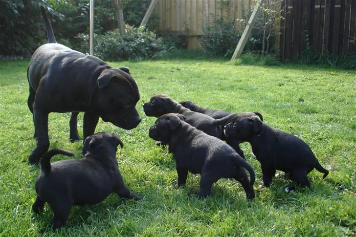 Staffordshire bull terrier Don Trigger - Trigger og hans dejlige børn...(2007) billede 4