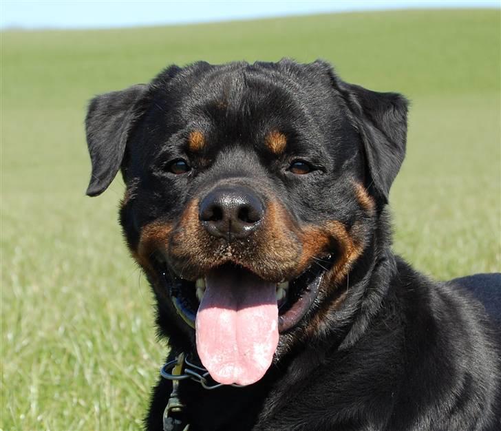 Rottweiler Heitah's Miro - Miro, 2 år billede 1