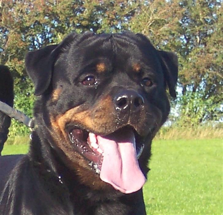 Rottweiler Heitah's Miro billede 2