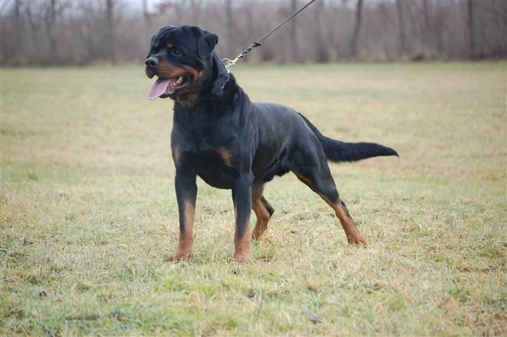 Rottweiler Heitah's Miro billede 3