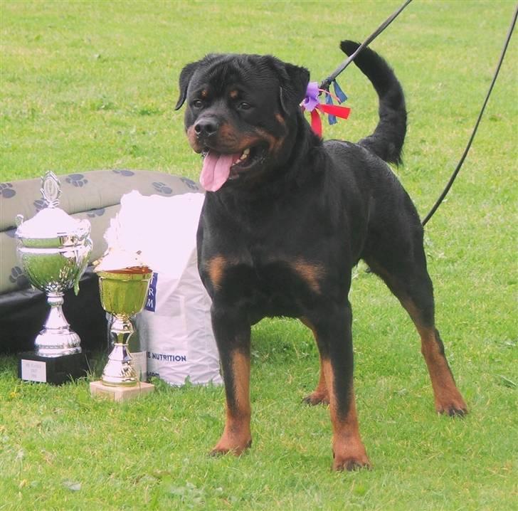 Rottweiler Heitah's Miro - Udstilling i Fladså 2007, BIM billede 4