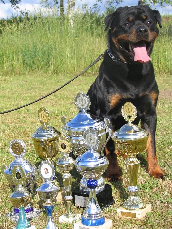 Rottweiler Heitah's Miro - Miro, sommeren 2007, stolt hund foran sine flotte pokaler billede 5
