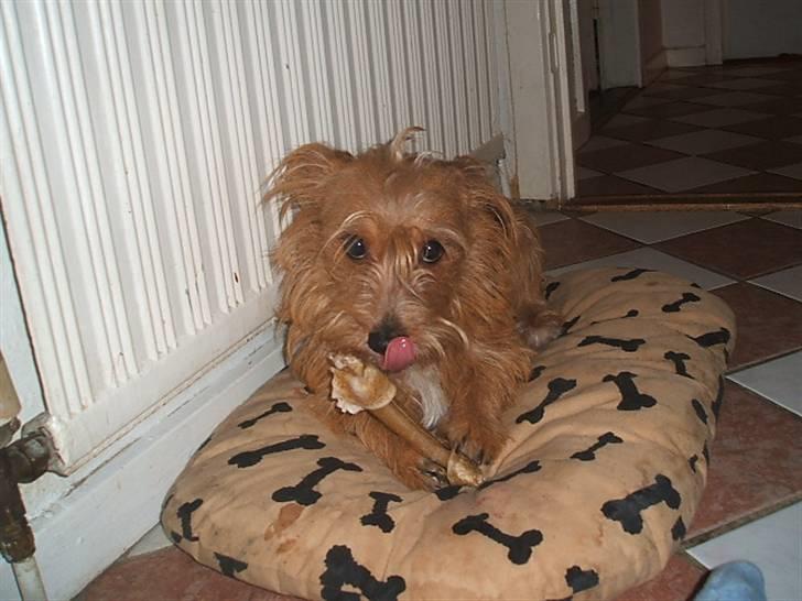 Tjekkisk terrier victior - Mmmm.. slikkepind  billede 1