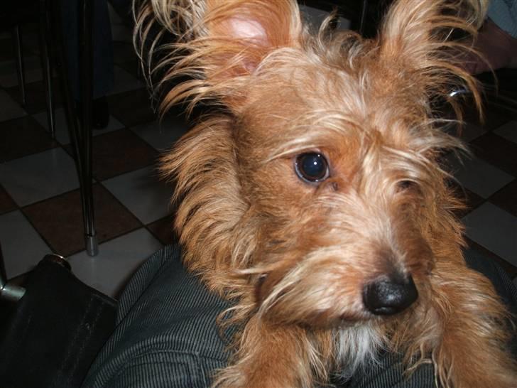 Tjekkisk terrier victior - jeg har ingen kæreste billede 2