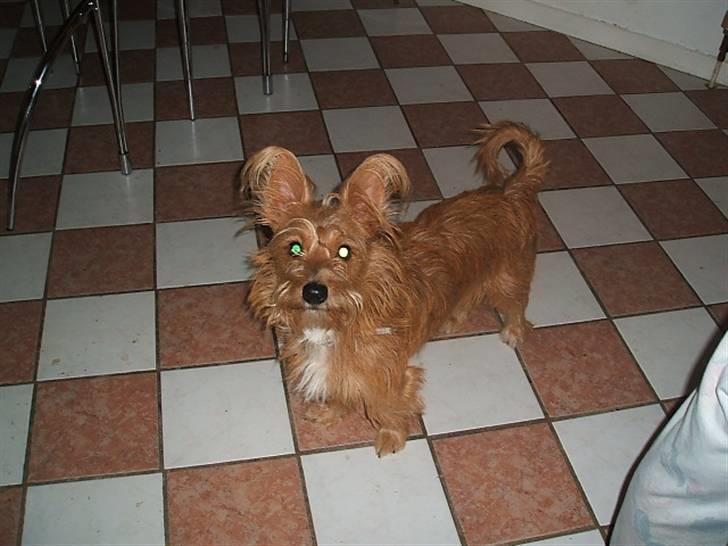 Tjekkisk terrier victior - Haha billede 3