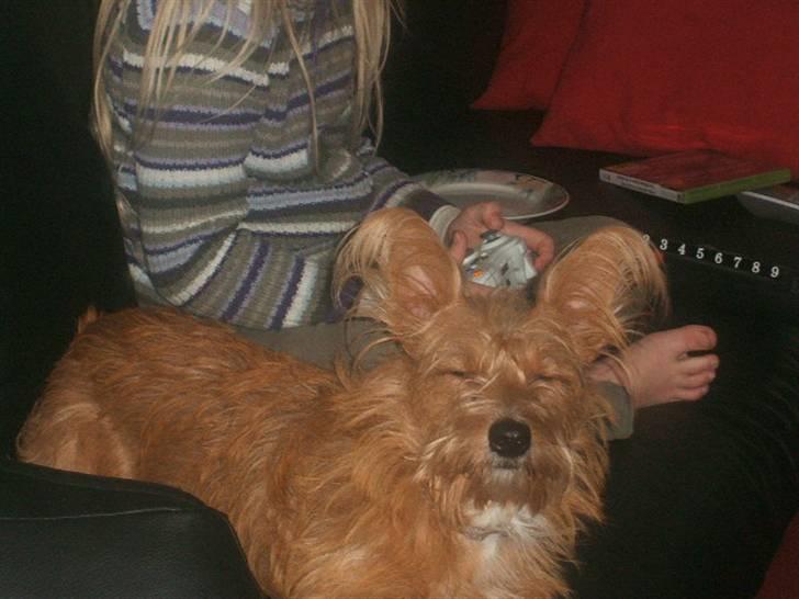 Tjekkisk terrier victior - jeg er træt  billede 4