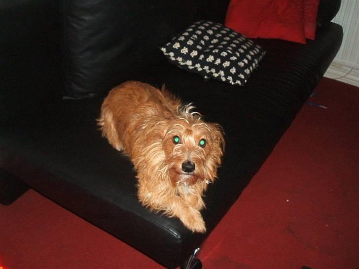 Tjekkisk terrier victior - se mig  billede 5