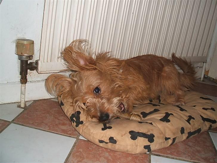 Tjekkisk terrier victior - jeg er sulten  billede 6