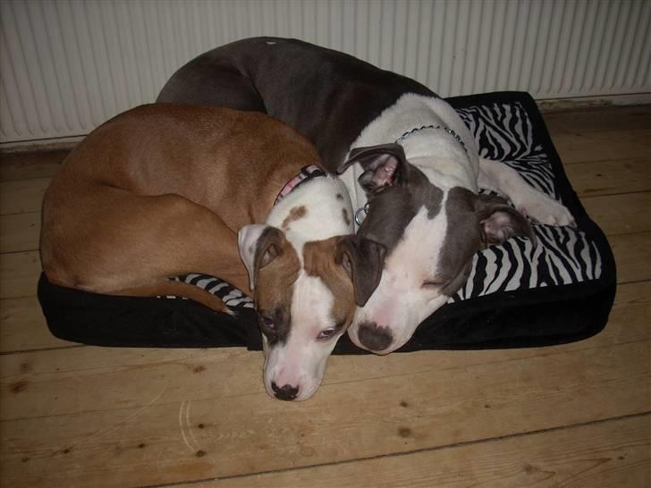 Amerikansk staffordshire terrier Akeela - Det er lidt Svært At være Det Begge to =) billede 14